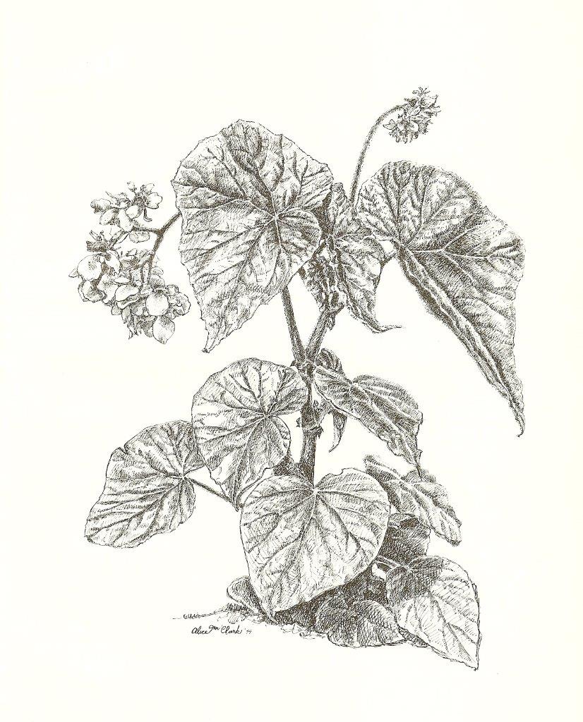 B. ‘Duscharf’